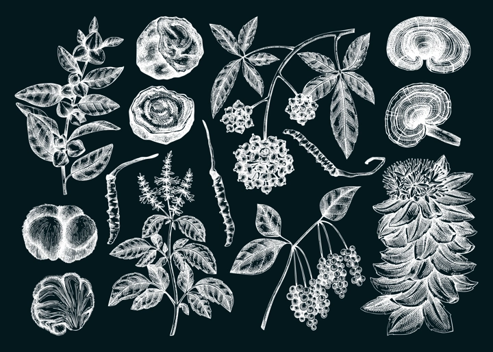 Adaptogenic plant and mushroom sketches set. Hand drawn vector illustrations. Healing herb, medicinal mushroom drawinds on chalkboard. NOT AI generated